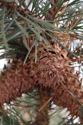 Pinus pungens - borovice pichlavá - šiška